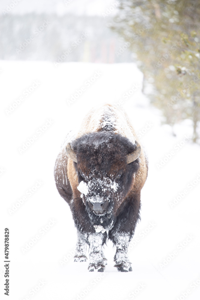 Obraz premium Bison along side of road in Yellowstone National Park