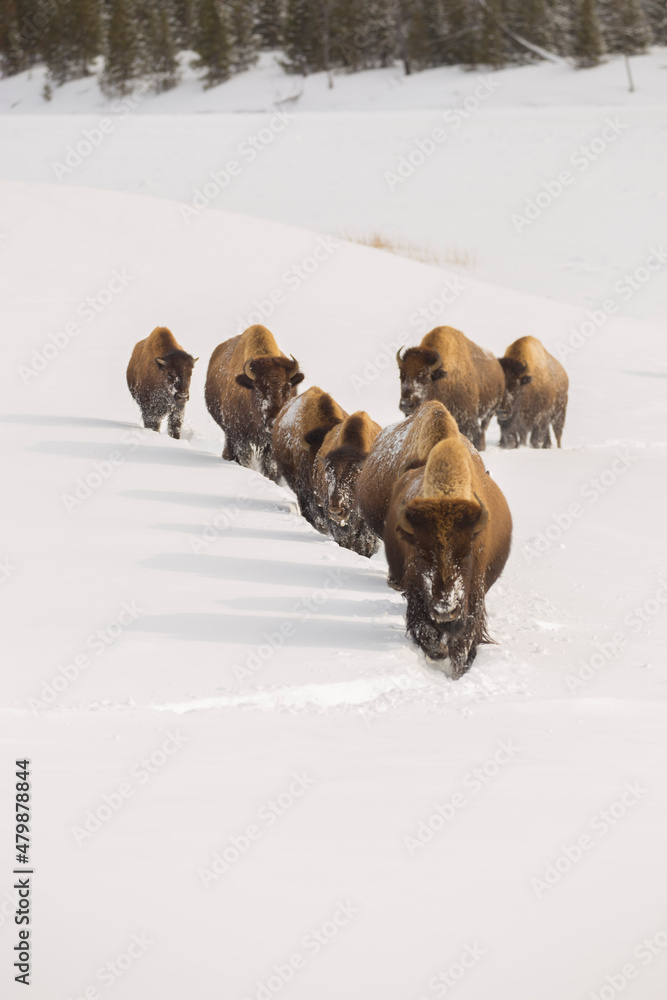 Naklejka premium Several Yellowstone National Park bison in a snow covered field