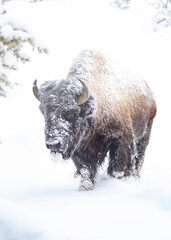 Keuken achterwand Wit Besneeuwde bizon in Yellowstone winter  © Jonathan Steele