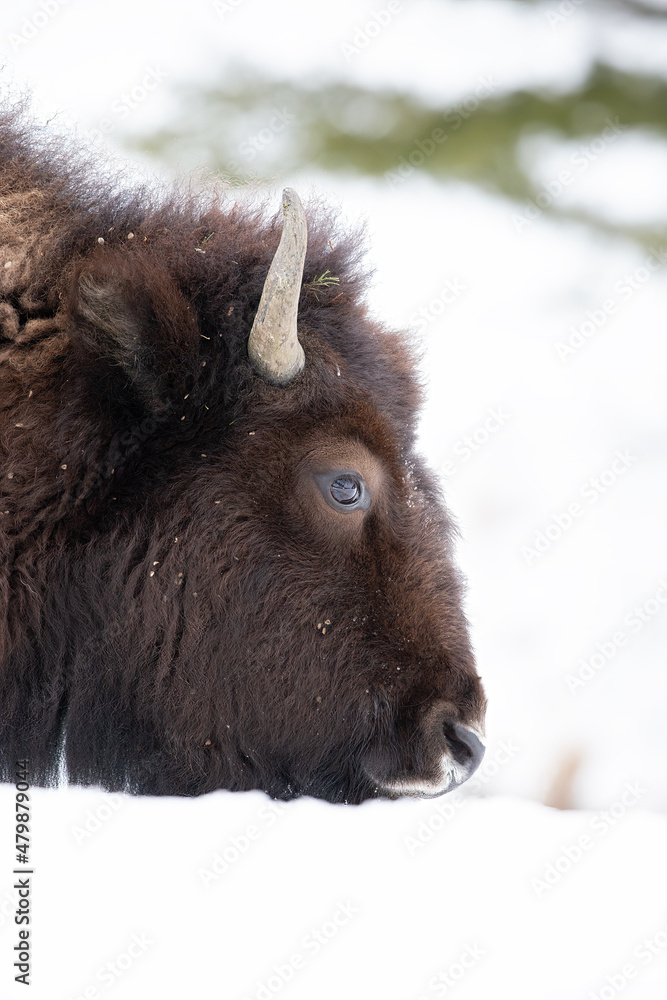 Bison head shot in Lamar Valley of Yellowstone