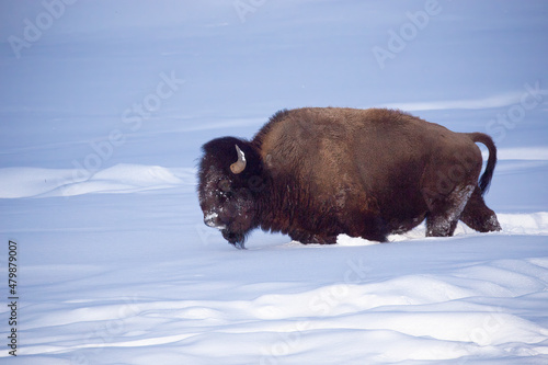 Bison making a new trail in the snow