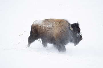 Keuken achterwand Wit Bizon rent door sneeuw Yellowstone  © Jonathan Steele