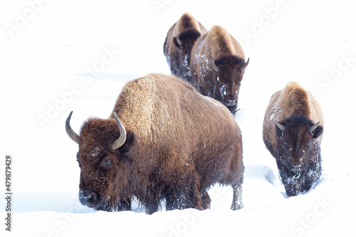 Bison leaving the fields of Yellowstone National Park