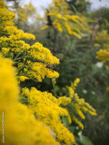 bee on yellow flowers in spring © Joyal