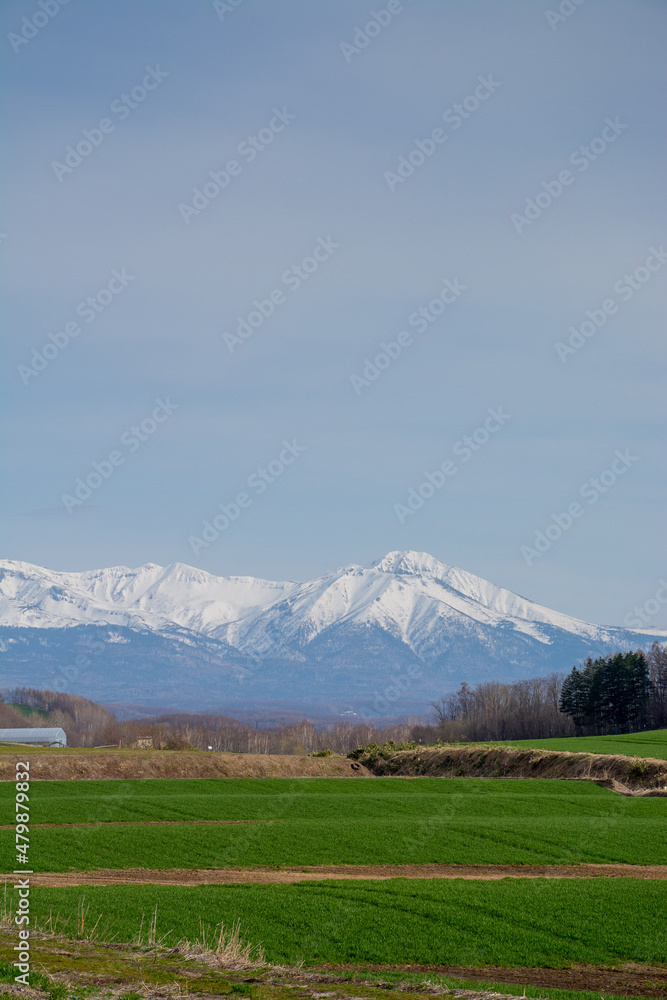 Fototapeta premium 春の緑のムギ畑と雪山 十勝岳連峰 