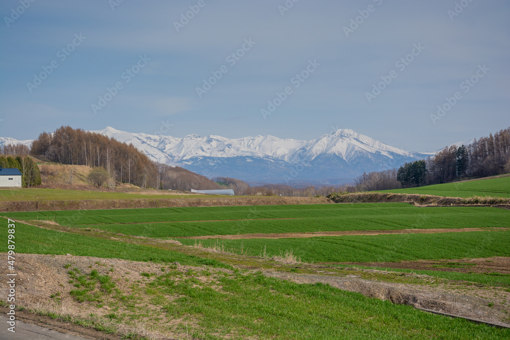 春の緑のムギ畑と雪山　十勝岳連峰
