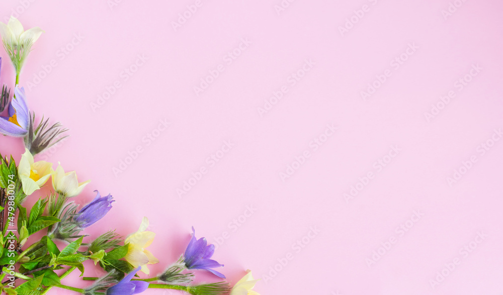 Festive spring flat composition of various spring flowers, snowdrop lumbago crocus. Pastel pink background copy space Festive spring flat composition of various spring flowers, snowdrop lumbago crocus. Pastel pink background copy space
