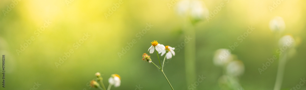 Closeup of mini white flower with yellow pollen under sunlight with copy space using as background green natural plants landscape, ecology cover page concept. Closeup of mini white flower with yellow pollen under sunlight with copy space using as background green natural plants landscape, ecology cover page concept.