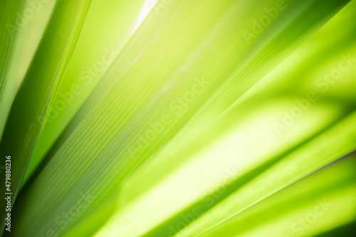Abstract blurred of green leaf nature using as background natural plants, ecology wallpaper cover page concept.