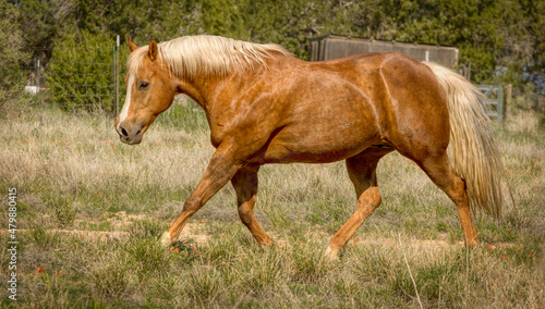 Palomino Quarter Horse mare