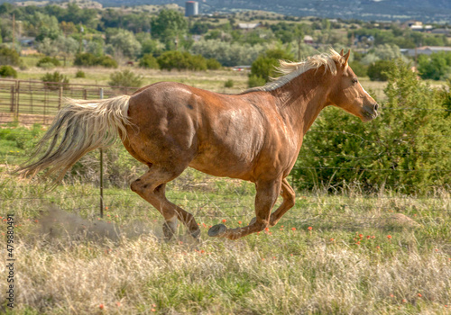 Palomino Quarter horse galloping on a ranch in Colorado photo