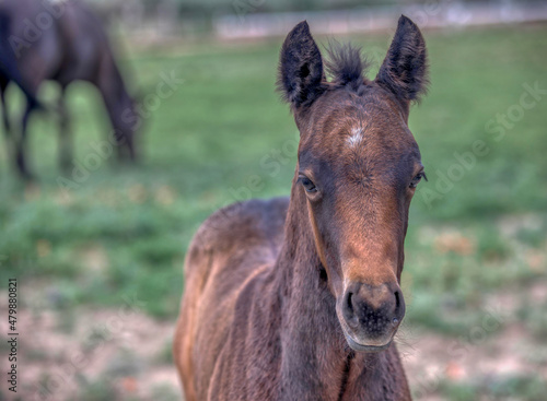 quarter horse colt © Dana