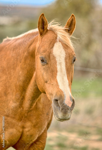 Palomino Quarter Horse mare headshot © Dana