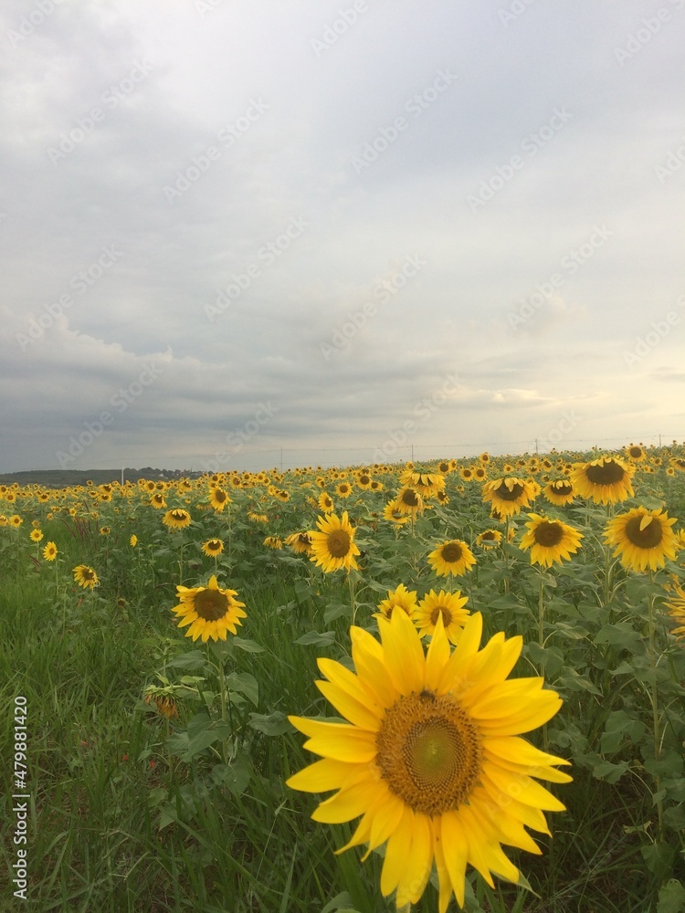 Fototapeta premium field of sunflowers
