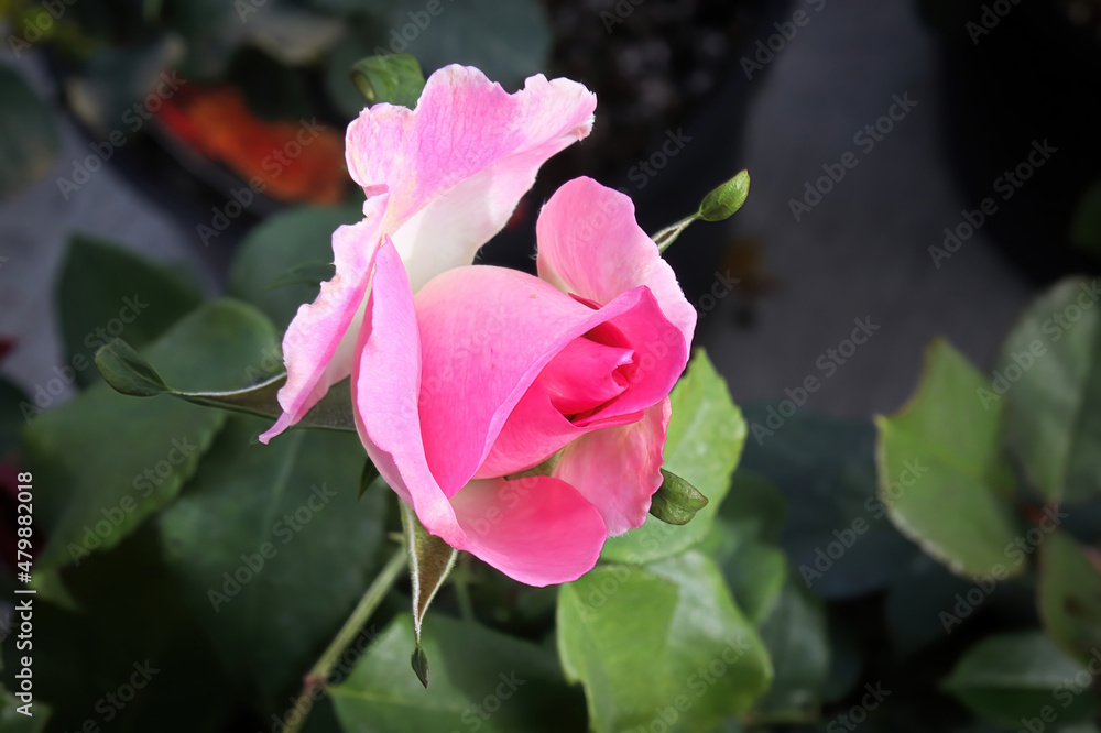Fototapeta premium Closeup of a pink rose bush during the summer