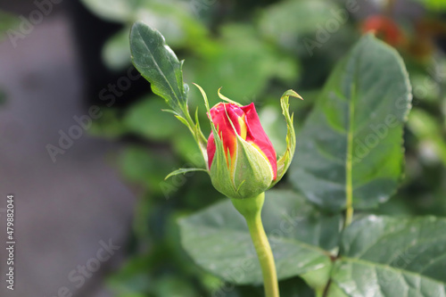 Closeup of a rose bud on a bush