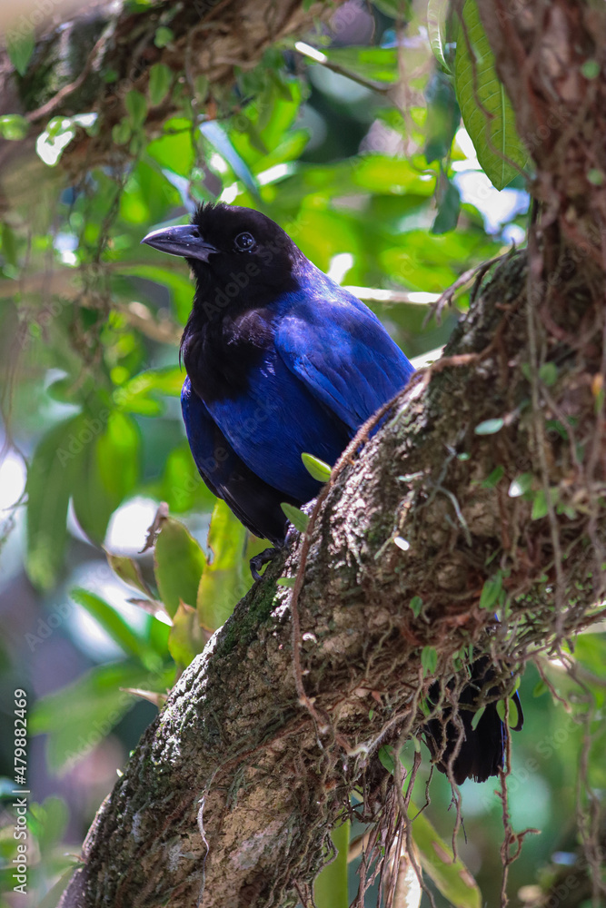 Image of a blue bird animal taken in a zoo in Brazil Image of a blue bird animal taken in a zoo in Brazil