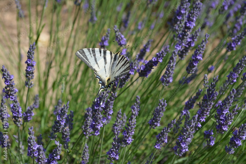 Fototapeta premium Lavender field with butterfly