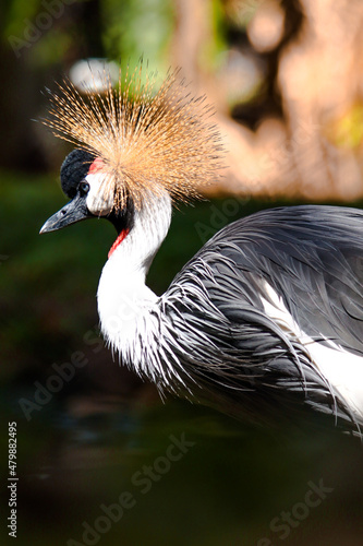 Image of a bird animal made in a zoo in Brazil photo