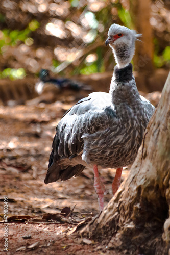 Image of a bird animal made in a zoo in Brazil