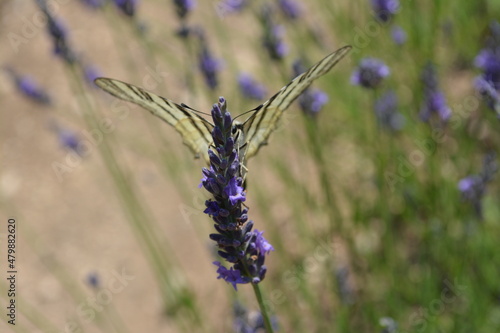 Lavender field