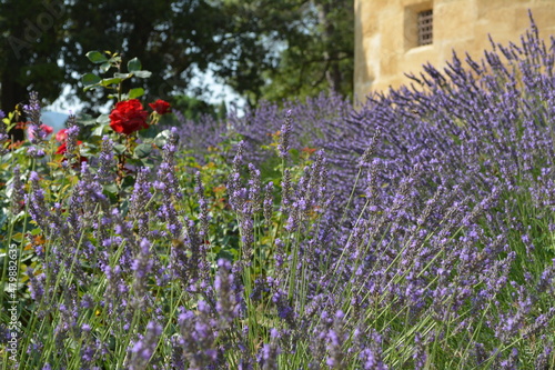 Lavender field