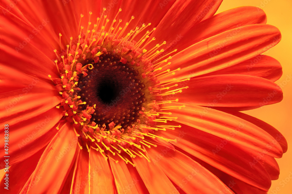 Isolated closeup of colorful Gerbera Daisy blossom with vibrant orange petals surrounding dark brown inner disk with ring of florets and yellow pollen-bearing stamens. Isolated closeup of colorful Gerbera Daisy blossom with vibrant orange petals surrounding dark brown inner disk with ring of florets and yellow pollen-bearing stamens.