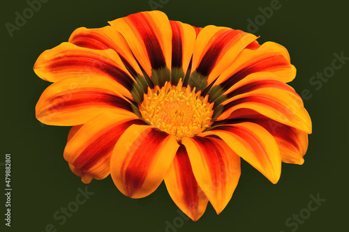 Striking isolated closeup of single Gazania blossom (African daisy) with petals of vibrant red, orange, yellow, and dark brown radiating from yellow florets at flower's center.