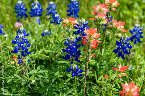 BlueBonnets in a Texas field during a wonderful spring day.