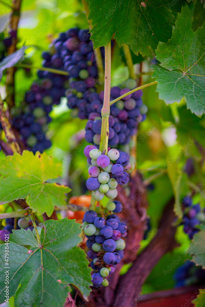 ripe grotto of grapes hanging on a bush
