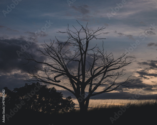 tree at sunset