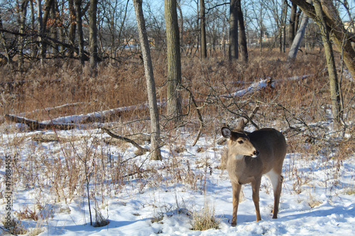 Deer looking away in snow at Miami Woods in Morton Grove, Illinois