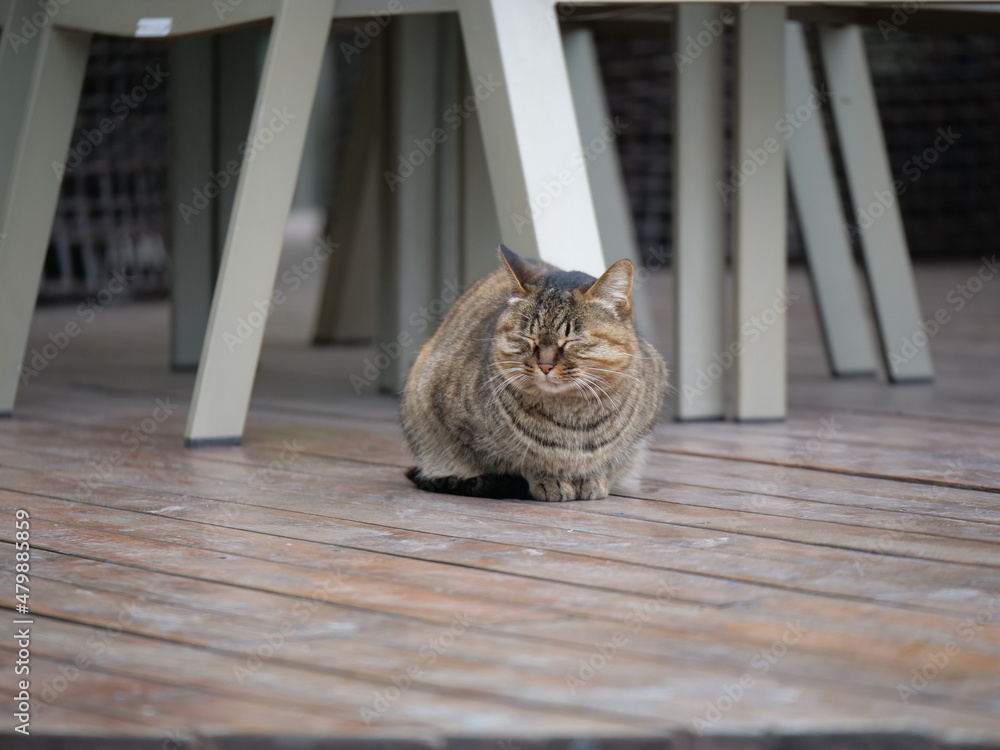 Obraz premium Cute wild cat in the garden around the office in pandemic period. Health, wild life and animal concept b-roll photo. Brown cat in the outdoor in Shanghai China Zhangjiang technology district