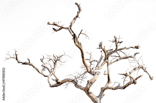 Dry branches, white background