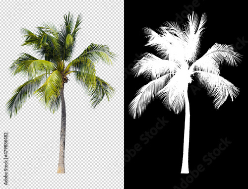 Canvas Print Coconut tree isolated with alpha channel compositing and clipping path