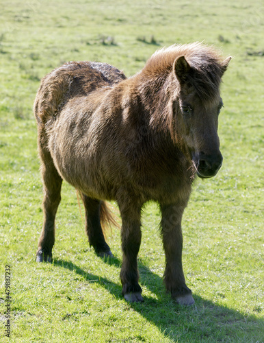 Pony horse in Nicasio Valley, Marin County, California photo