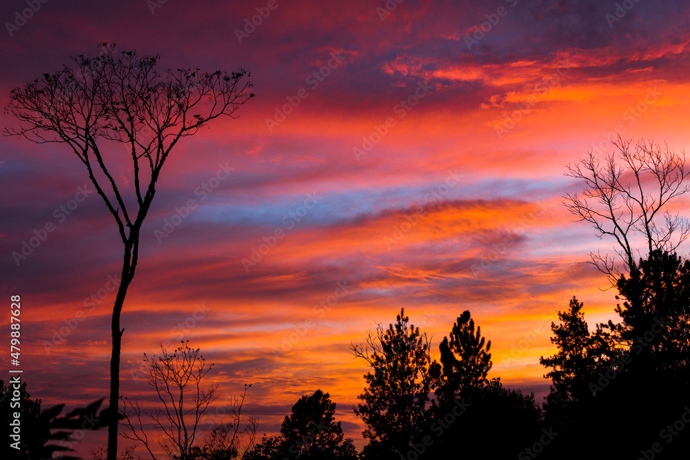 sunset in the forest