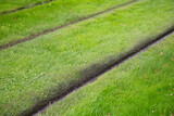 Green public transportation. Tram or train line with green grass planted between them, a way to reduce pollution.