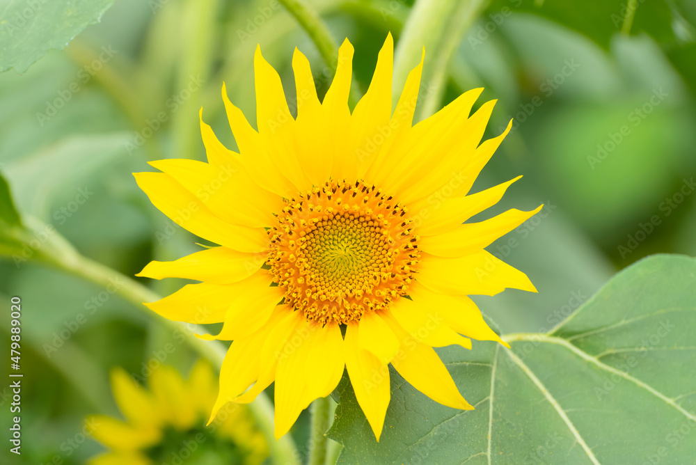 Bright sunflower close up. Selective focus. Beauty of nature, summer concept Bright sunflower close up. Selective focus. Beauty of nature, summer concept