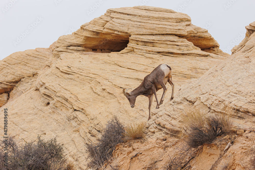 Desert bighorn sheep in red rock mountains Desert bighorn sheep in red rock mountains