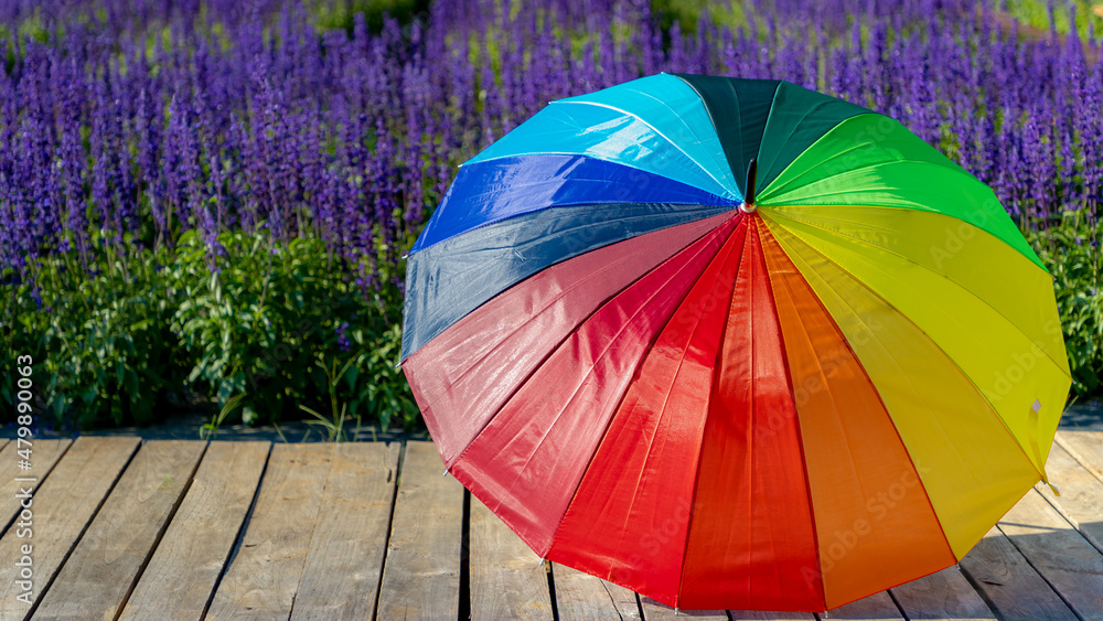 Selective focus of colourful rainbow umbrella on wooden plank, Salvia farinacea or Victoria blue (Mealy Cup Sage) flowers as background, The symbol of LGBTQ community, Worldwide social movements.