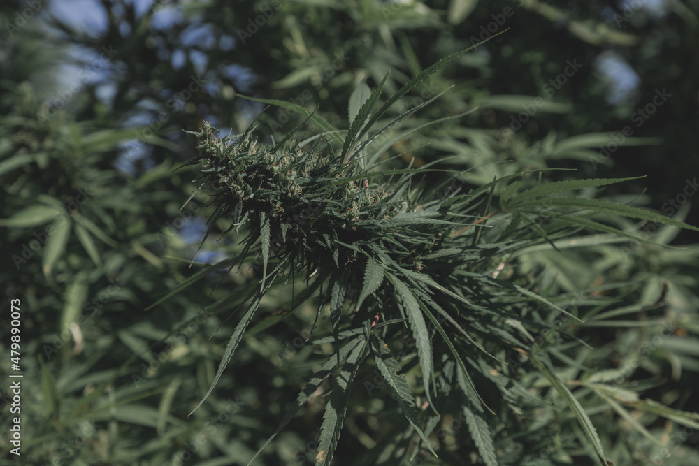 Selective focus green leaves and flower of Marijuana in the garden in dark toned, Cannabis is a psychoactive drug from the Cannabis plant used primarily for medical or recreational purposes. Selective focus green leaves and flower of Marijuana in the garden in dark toned, Cannabis is a psychoactive drug from the Cannabis plant used primarily for medical or recreational purposes.