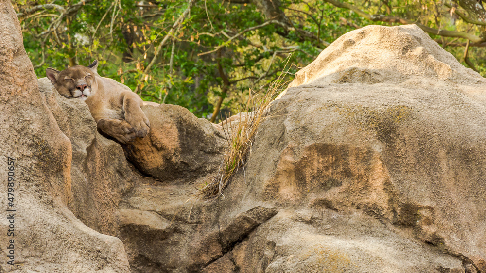 Beautiful and impressive puma resting during a hot afternoon Beautiful and impressive puma resting during a hot afternoon