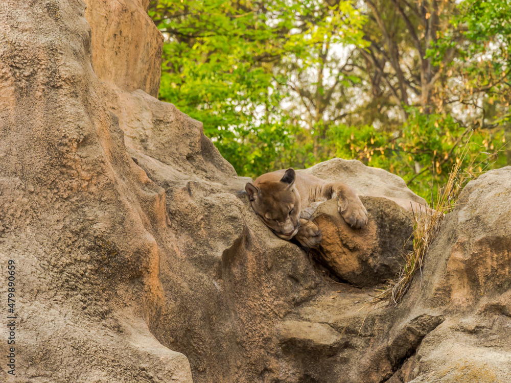Obraz premium Beautiful and impressive puma resting during a hot afternoon