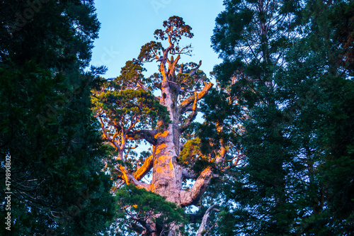 giant trees in sequoia   national park,california,usa. photo