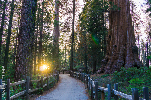giant trees in sequoia   national park,california,usa. photo