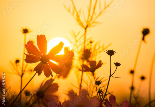 Silhouette cosmos flowers in the garden , Lumphun province Thailand