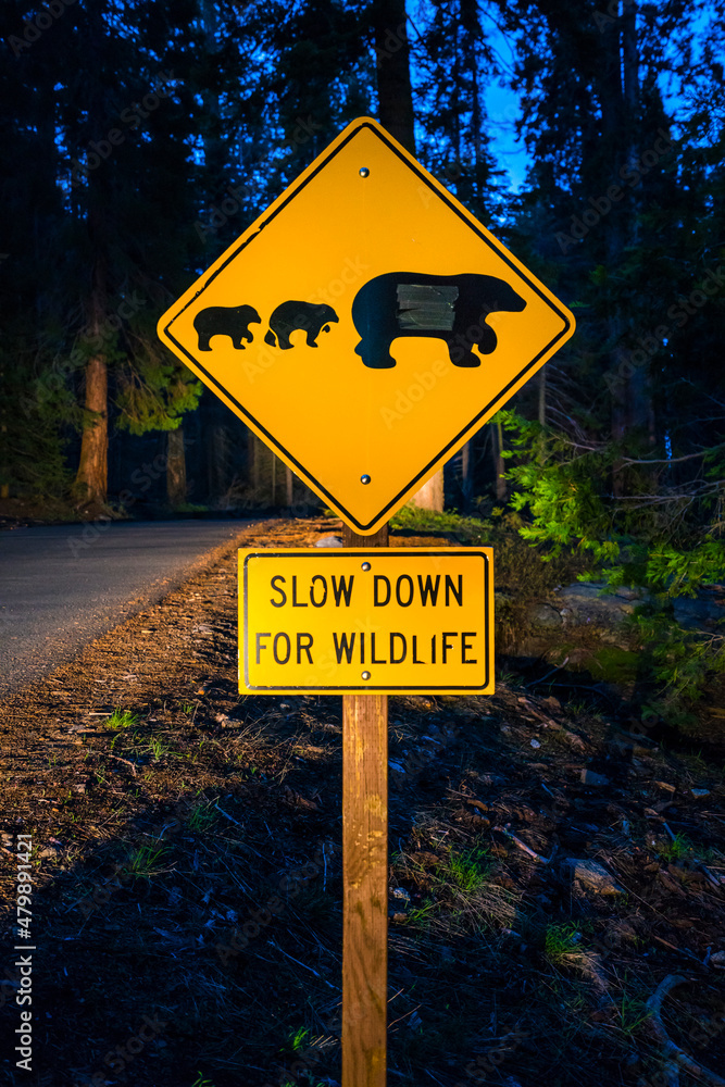 bear sign on the road at night.