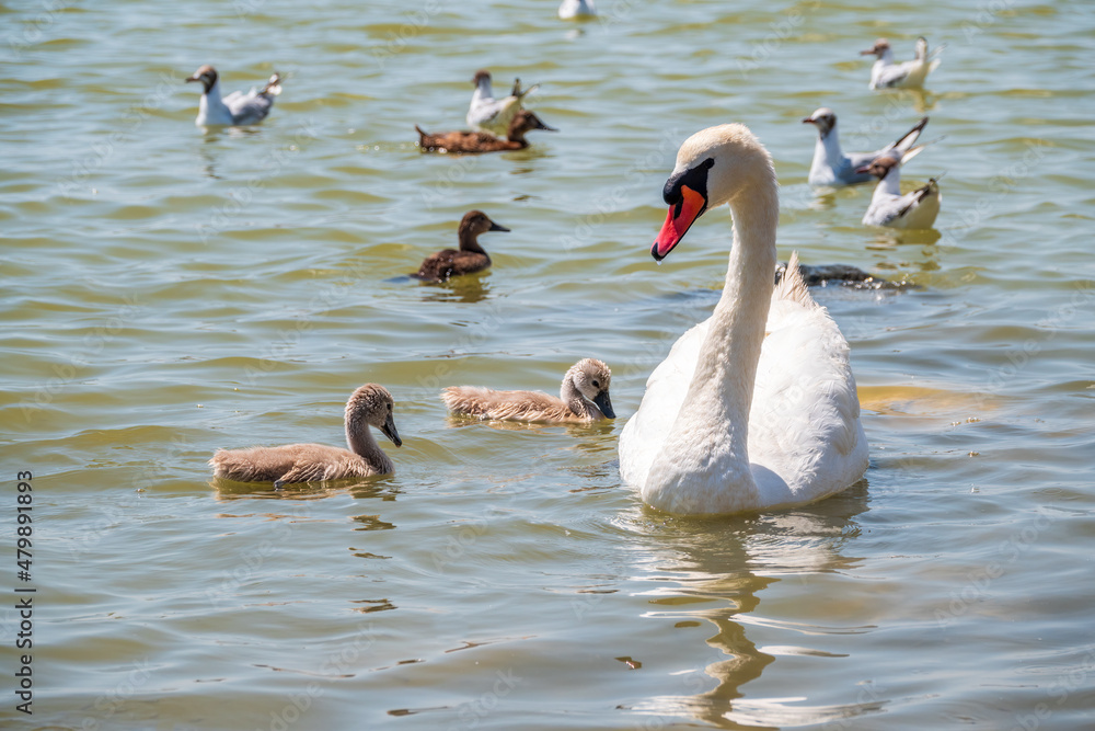 A female mute swan, Cygnus olor, swimming on a lake with its new born baby cygnets. Mute swan protects its small offspring. Gray, fluffy new born baby cygnets. A female mute swan, Cygnus olor, swimming on a lake with its new born baby cygnets. Mute swan protects its small offspring. Gray, fluffy new born baby cygnets.