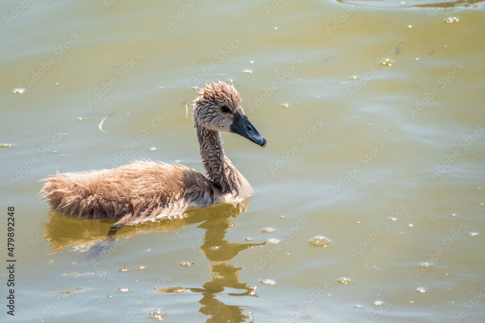 Beautiful baby cygnet mute swan fluffy grey and white chicks. Springtime new born wild swans birds in pond. Young swans swmming in a lake. Beautiful baby cygnet mute swan fluffy grey and white chicks. Springtime new born wild swans birds in pond. Young swans swmming in a lake.